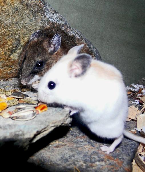 Photo of Peromyscus maniculatus by Frank Ritcey